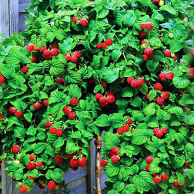 Саженцы и ягоды Малина клубника