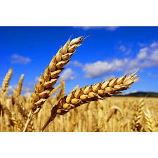 Пшеница оптом