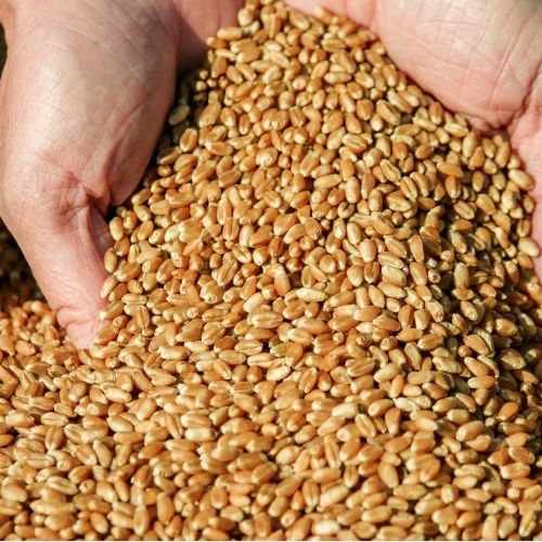 Пшеница Озимая 3кл ( на пищевые цели) по переписи