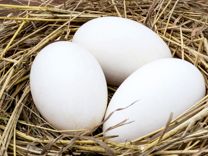 Яйцо инкубационное муларда, яйцо инкубационное утка бройлерная Французская на круглый год