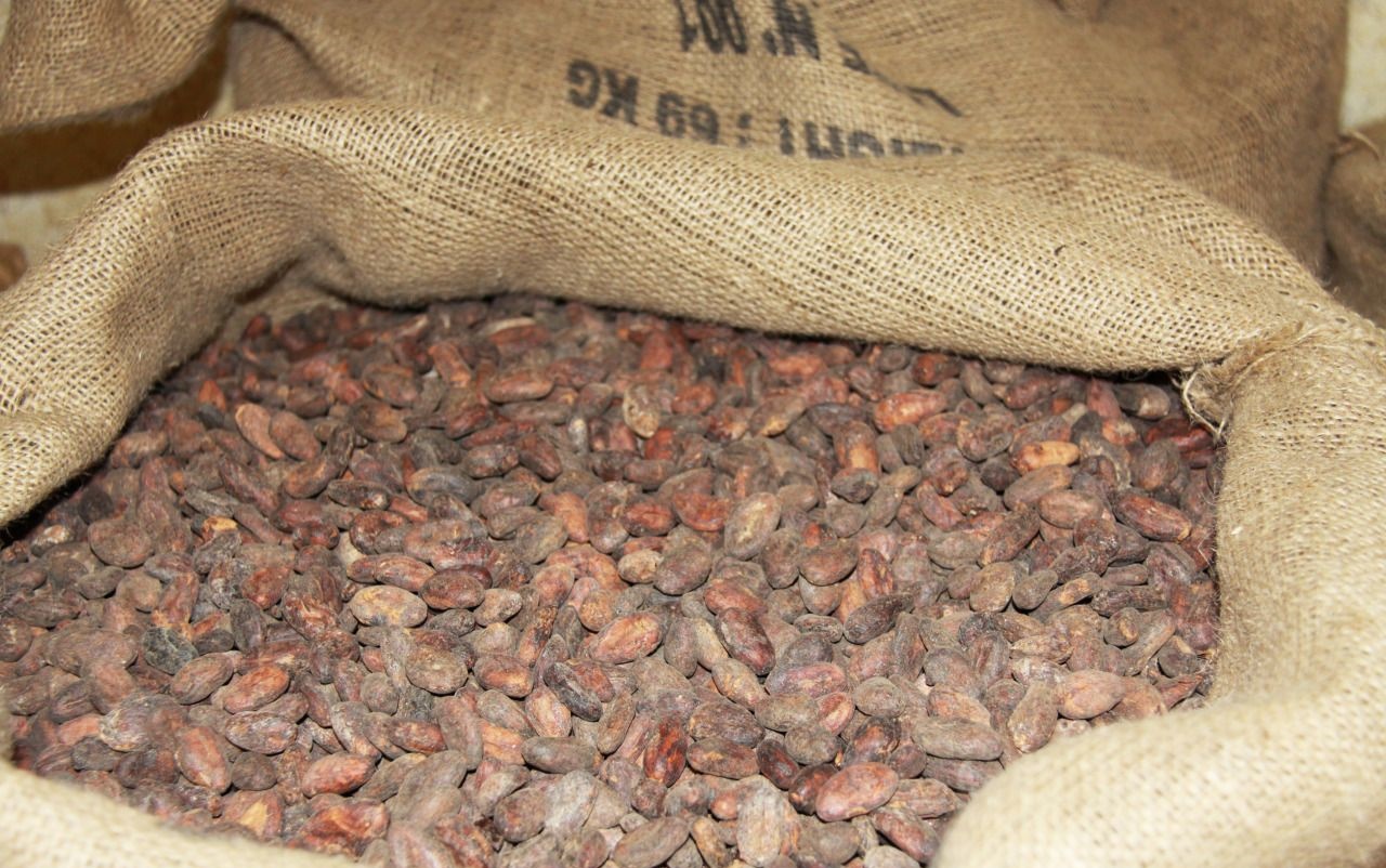 Какао-бобы элитного сорта Criollo Arriba Nacional ASS