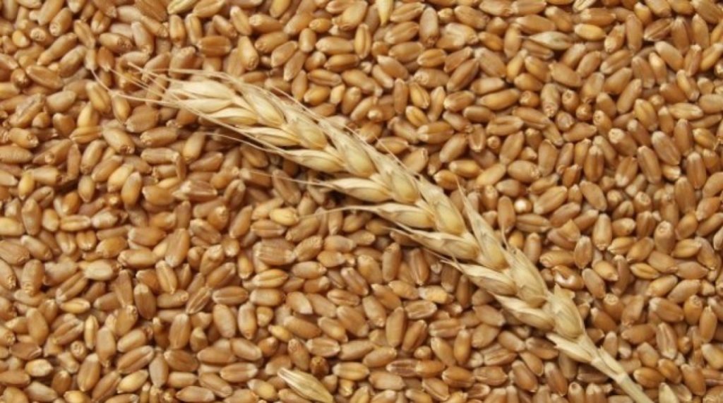 Пшеница 3 класс 500 тонн