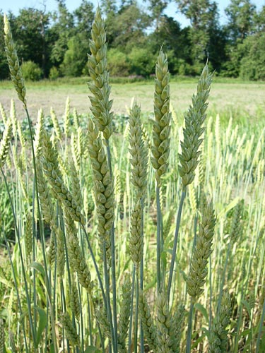 Семена Озимой пшеницы