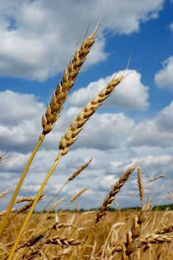 Семена Пшеницы