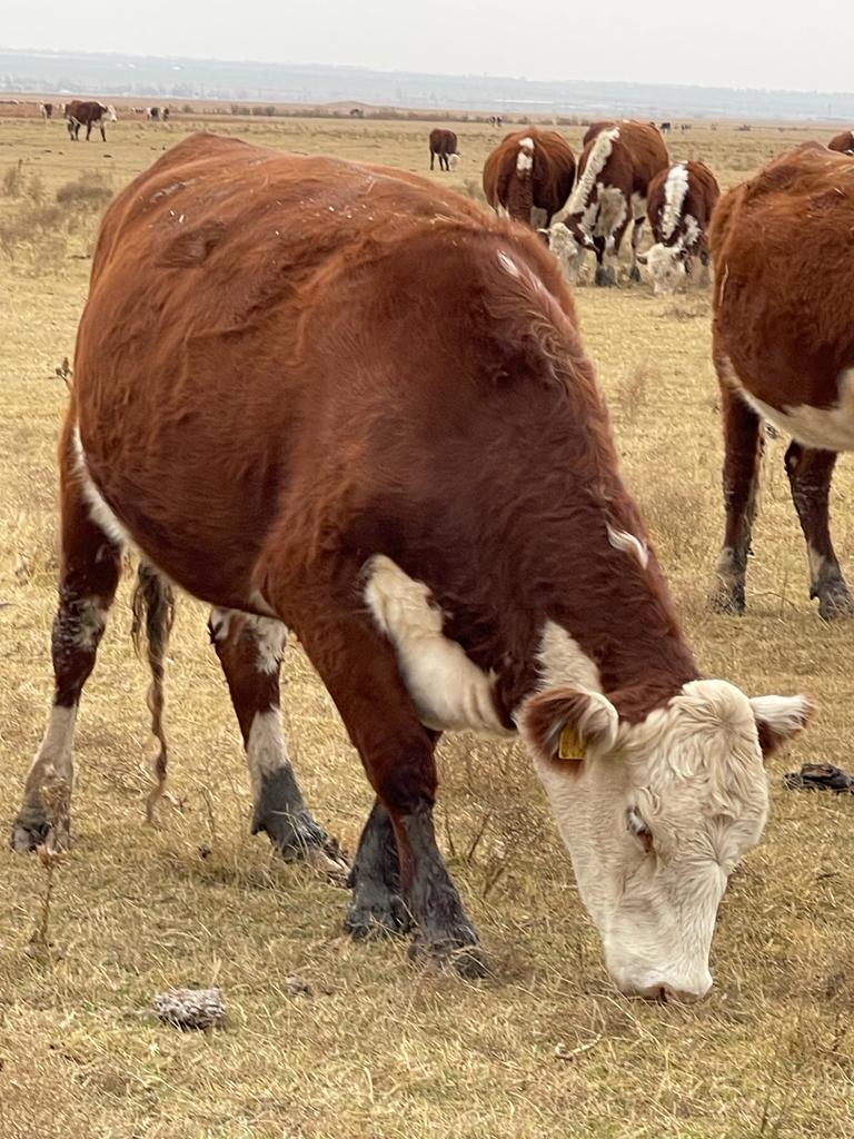 Племенные коровы телки Казахской белоголовой породы