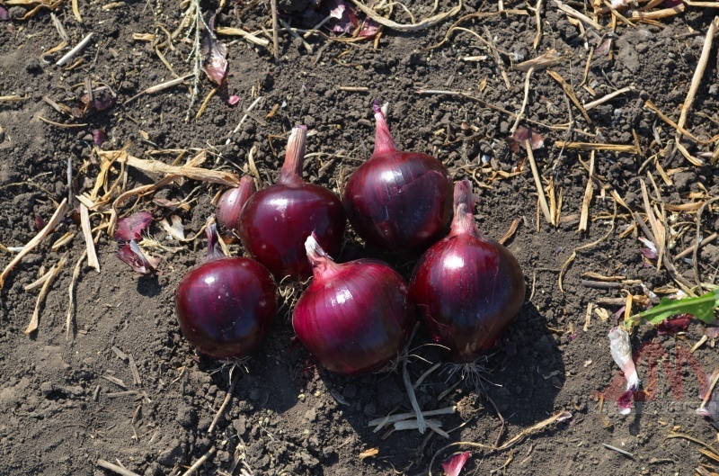 Семена фиолетового лука Red Flint (AMK-20) F1 - INDERO SEMENTI (Италия)