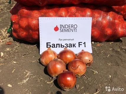 Семена лука БАЛЬЗАК F1 - INDERO SEMENTI (Италия)