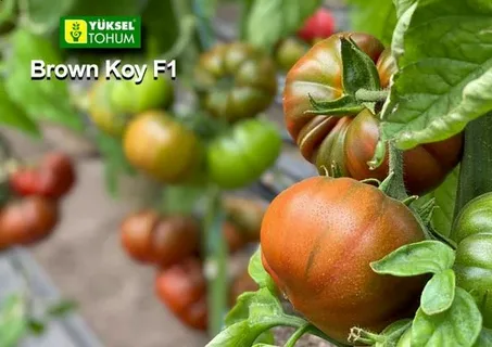 Семена томата Браун Кой F1 (чёрный) тип Марманде (YUKSEL TOHUM) Турция
