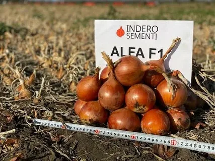 Семена лука Фактор F1 - INDERO SEMENTI (Италия)