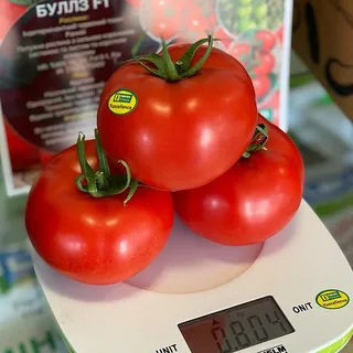 Семена томата Буллз F1 красный индетерминантный (YUKSEL TOHUM) Турция