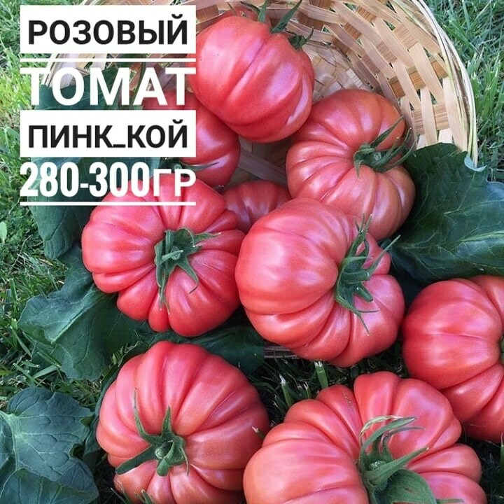 Семена томата Пинк Кой (розовый) тип Марманде (YUKSEL TOHUM) Турция