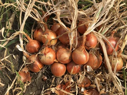 Семена раннего лука ДЖАМБО F1 - Metan Tohum Seed (Турция)