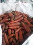 Морковь крупная (переработка)