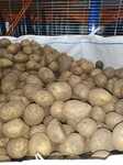 Картофель опт 2021 сорт Гала, продовольственный