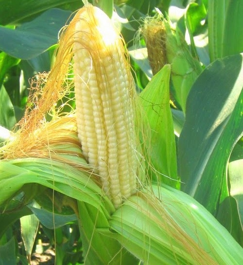 Семена гибридов кукурузы Pioneer П7709