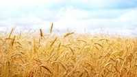 Пшеница озимая "Донна"