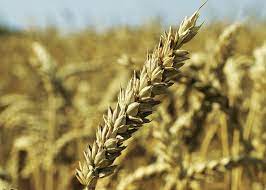 Пшеница озимая "Омская 4"