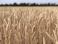 Пшеница озимая  "Тимирязевка"