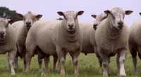 Племенные овцы породы Шароле (Англия)