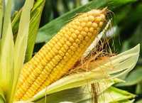 Семена гибридов кукурузы CAUSSADE / КАССАД