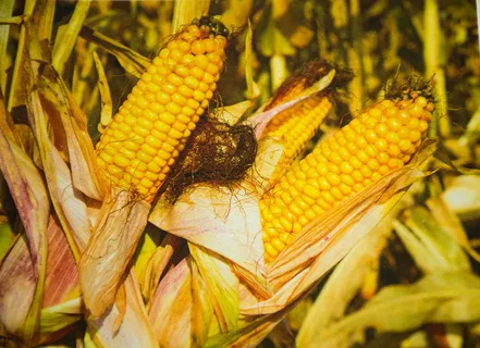 Семена гибрида кукурузы Краснодарский 194 мв, 291 амв, 385 мв