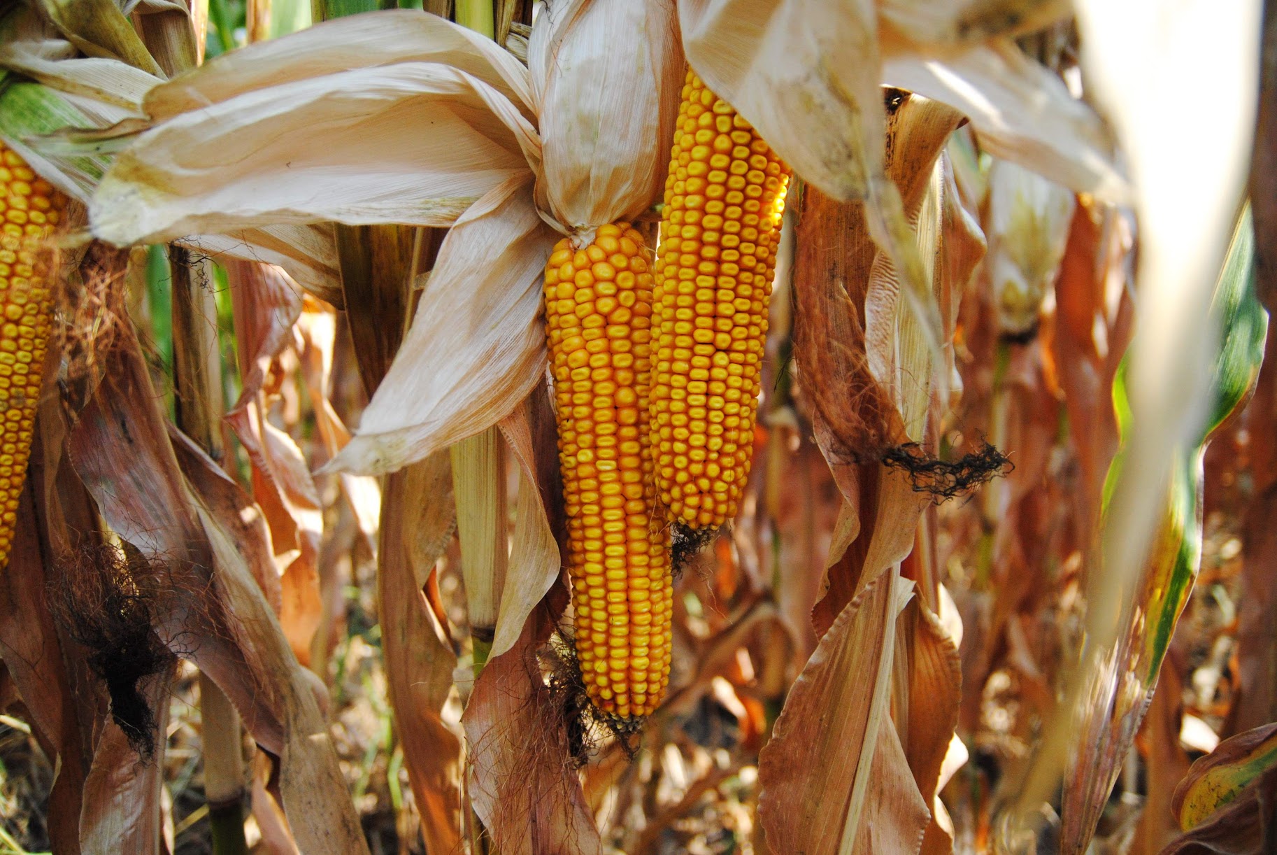 Семена гибридов кукурузы АМИГО (ФАО 200) и Армада (ФАО 300)