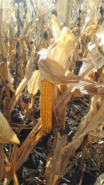Семена гибридов кукурузы АМИГО (ФАО 200) и Армада (ФАО 300)