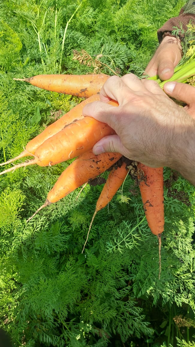 Морковь ОПТОМ