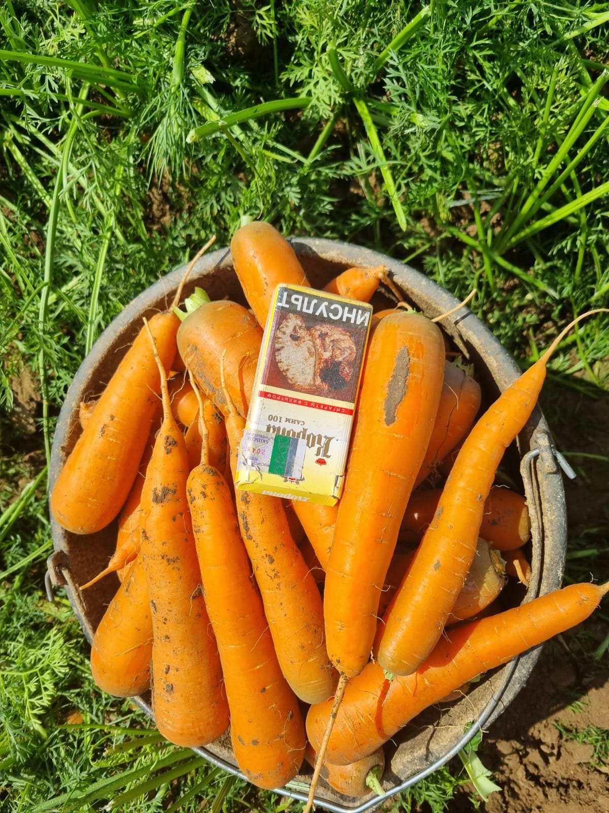 Морковь ОПТОМ