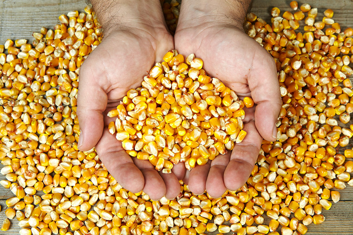 Физиологическая спелость зерна кукурузы
