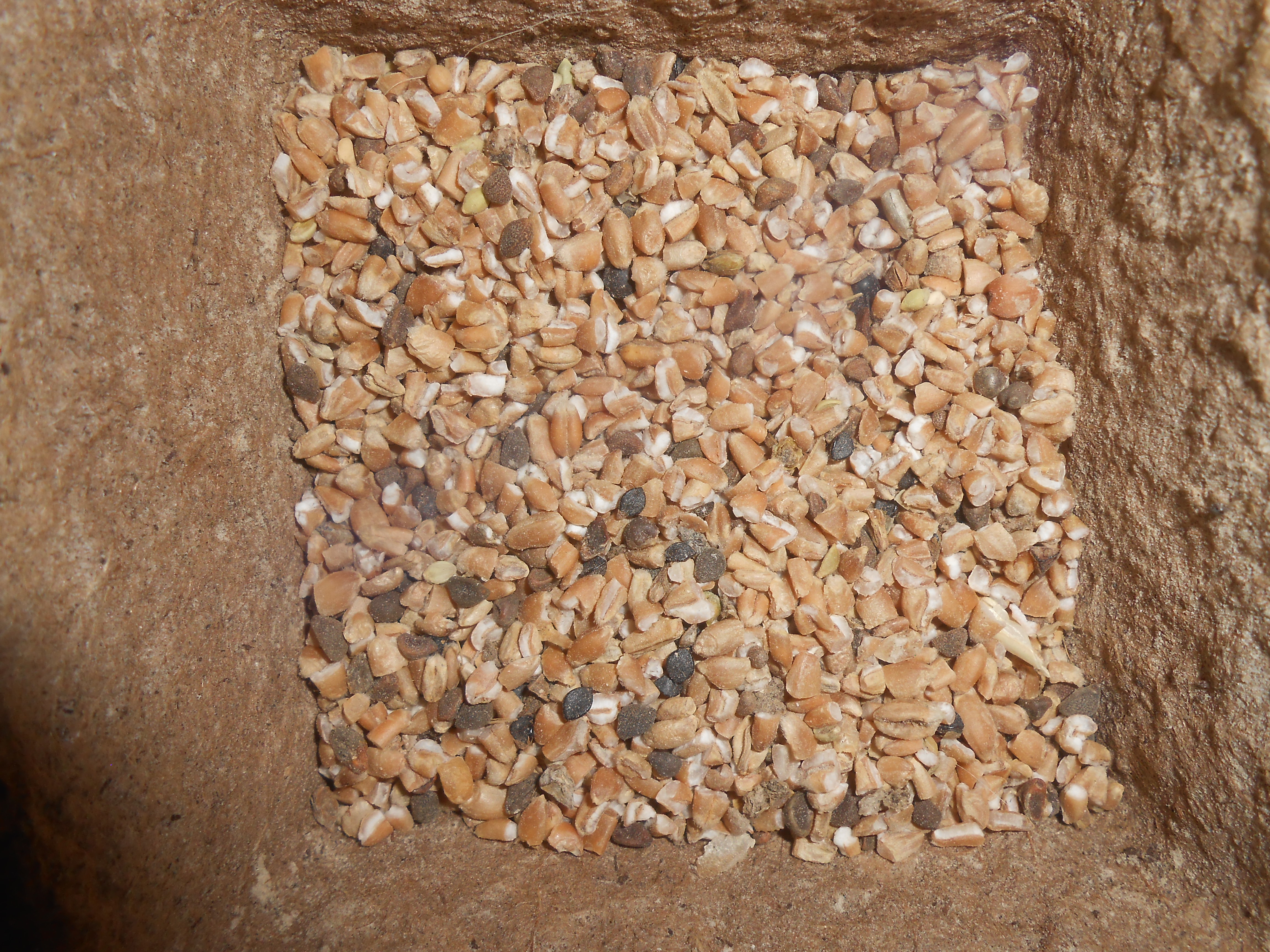 Пшеница,зерносмеси,комбикорма