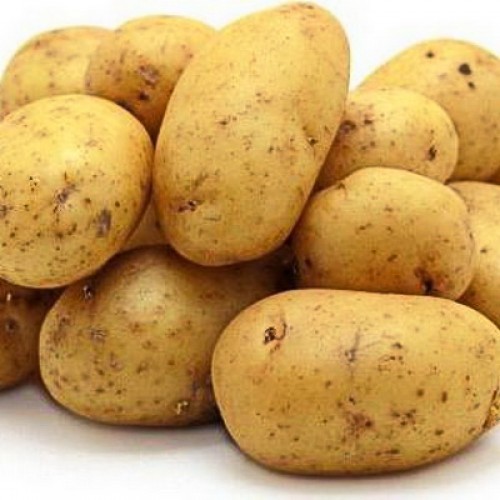 Экологически чистый картофель сорт "Гала".