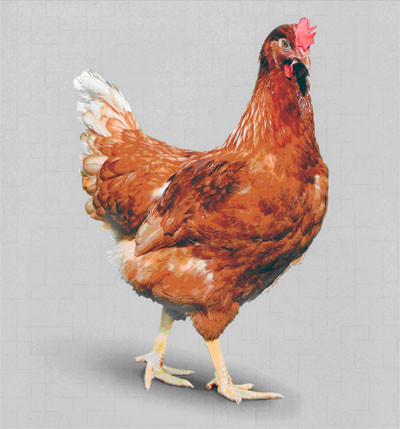Цыплята Несушка Ломан Браун