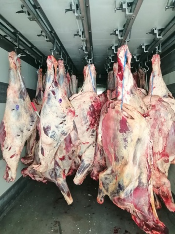 ООО"Сантарин" реализует мясо говядины в полутушах коровы,быки.