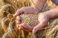 Пшеница сорт Ода