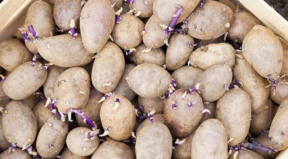 картофель семенной