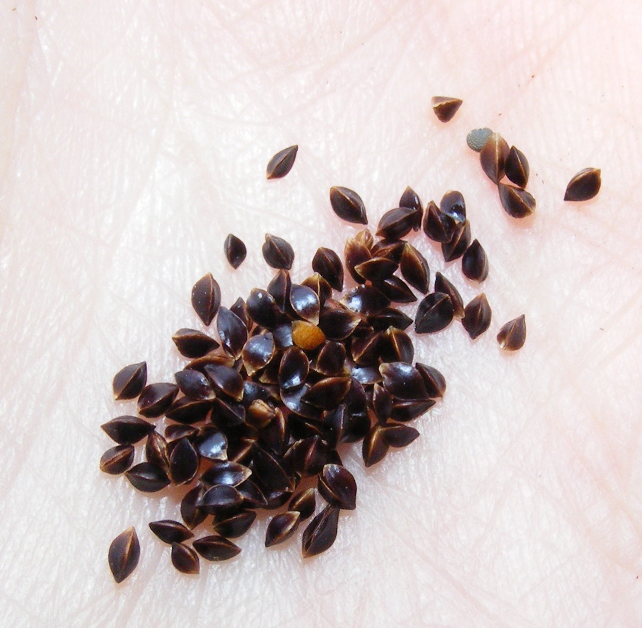 «Щавель» семена для выращивания микрозелени (5 г)