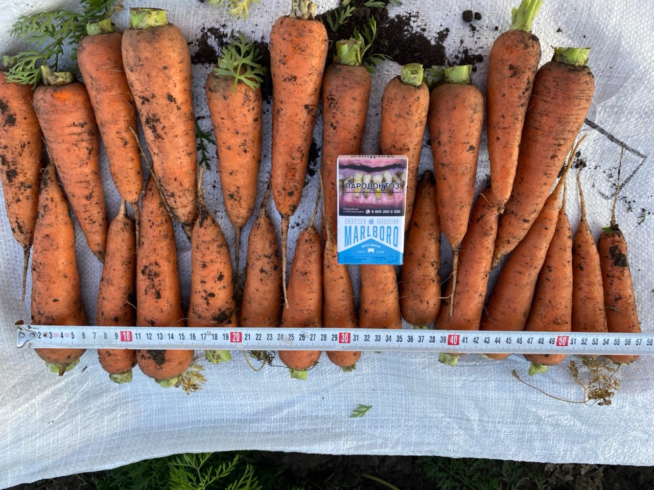 Морковь оптом с полей