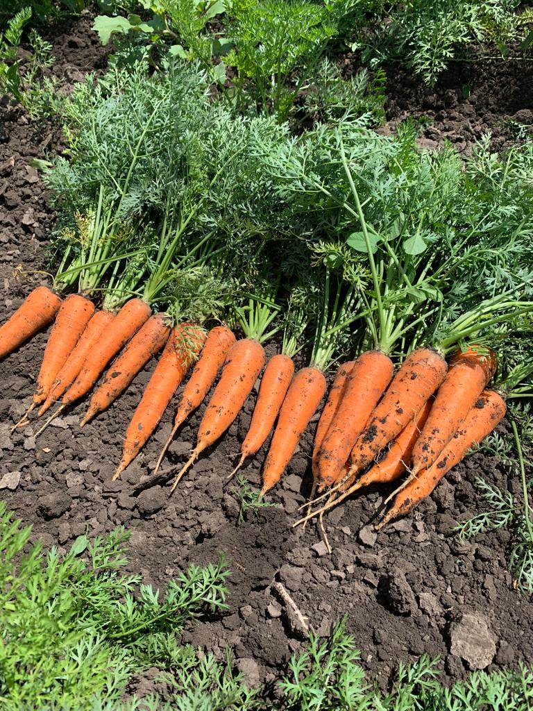 Морковь оптом с полей