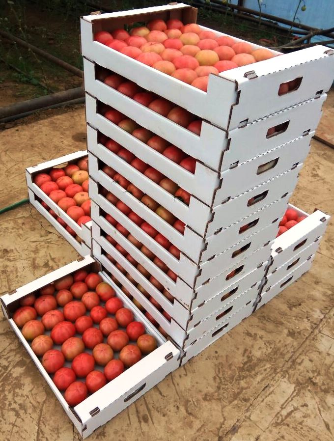 Коробка однорядная для ягод, томатов, персиков