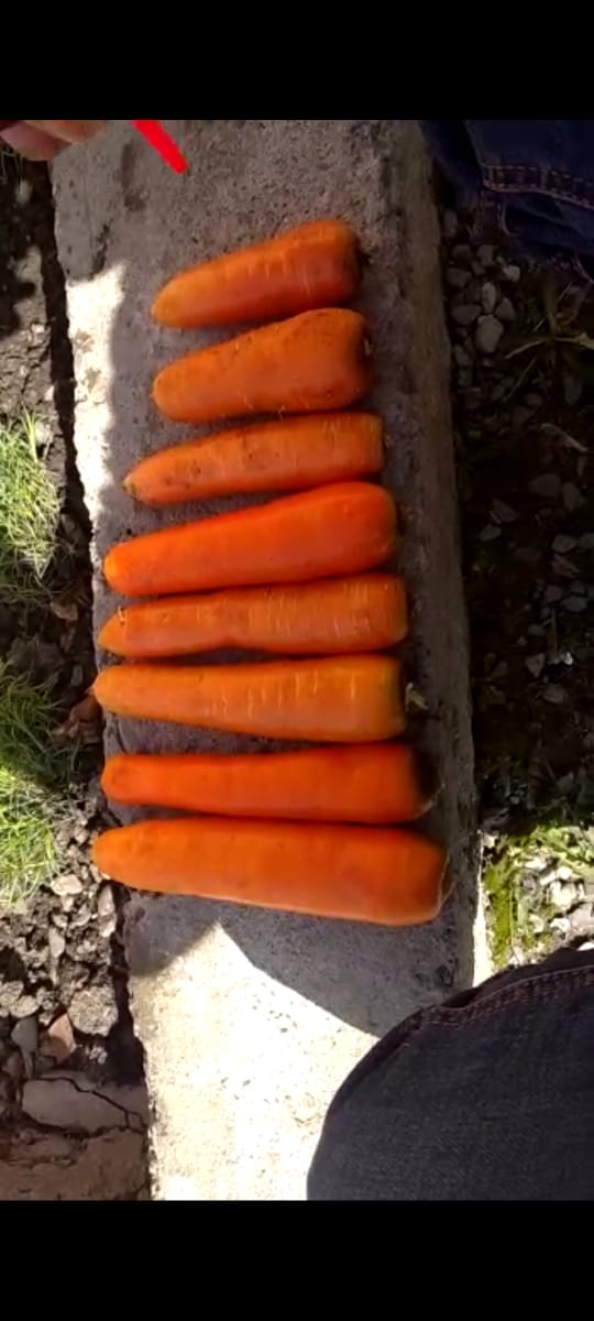 Морковь мытая и немытая