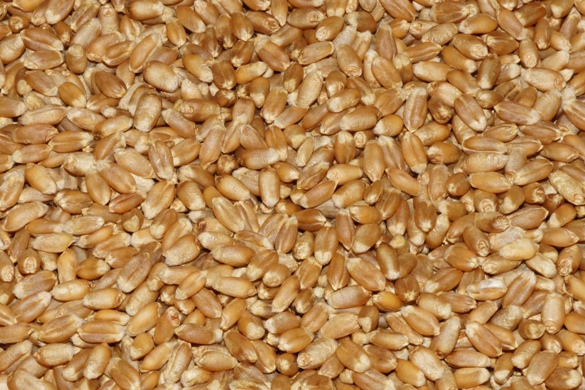Пшеница озимая "Отан", "Фотинья"