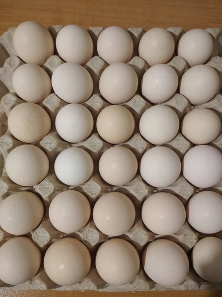 Инкубационное яйцо бройлерное, несушки