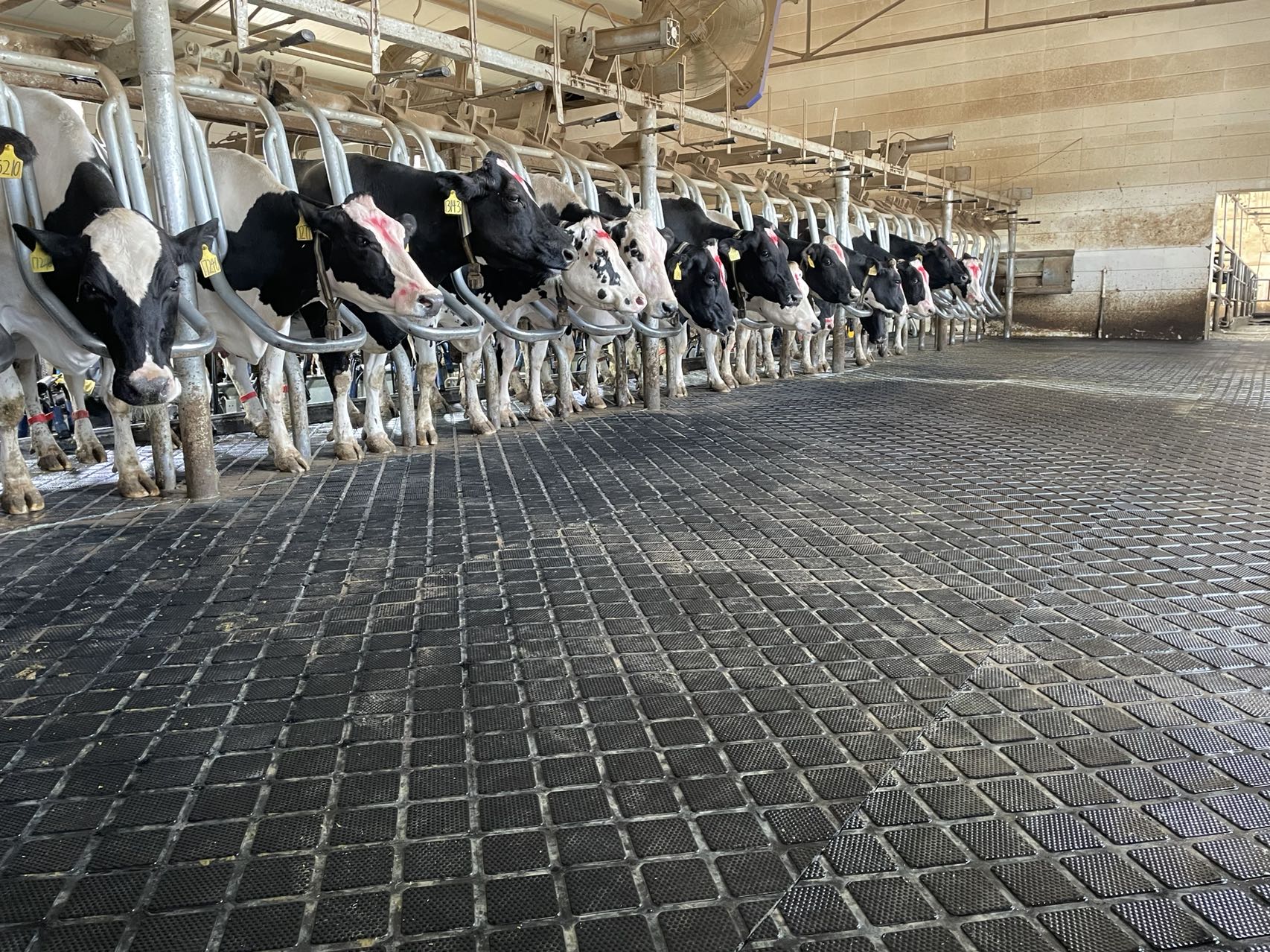 Резиновый пол на молочной ферме