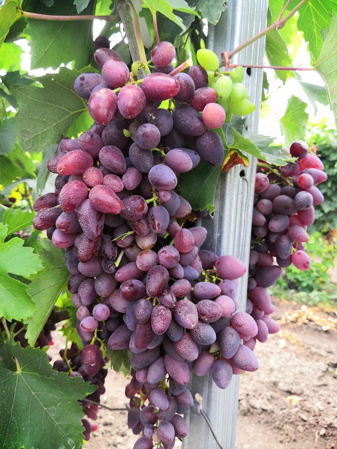 Столовый виноград