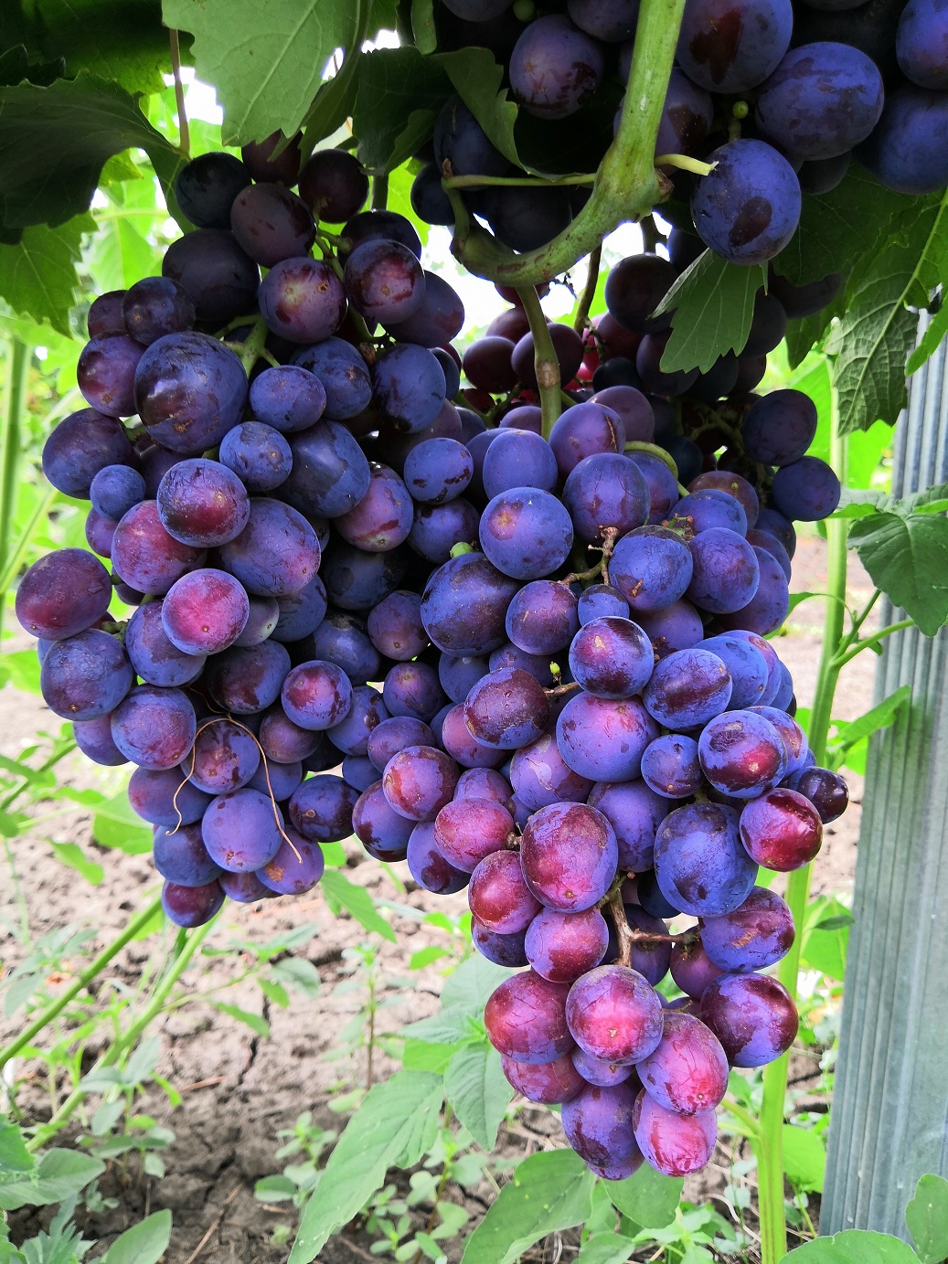 Столовый виноград