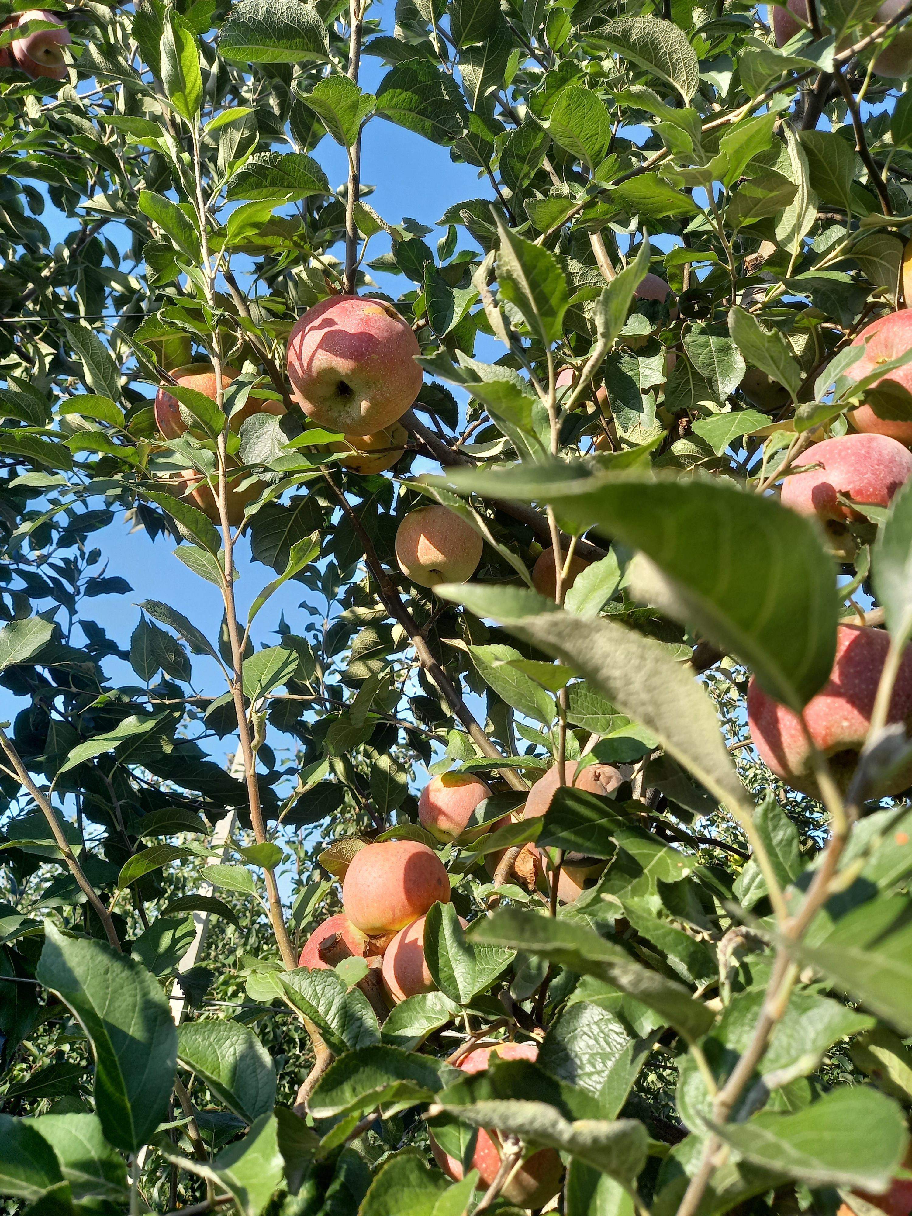 Яблоки оптом Флорина 2 сорт 65+ напрямую с полей