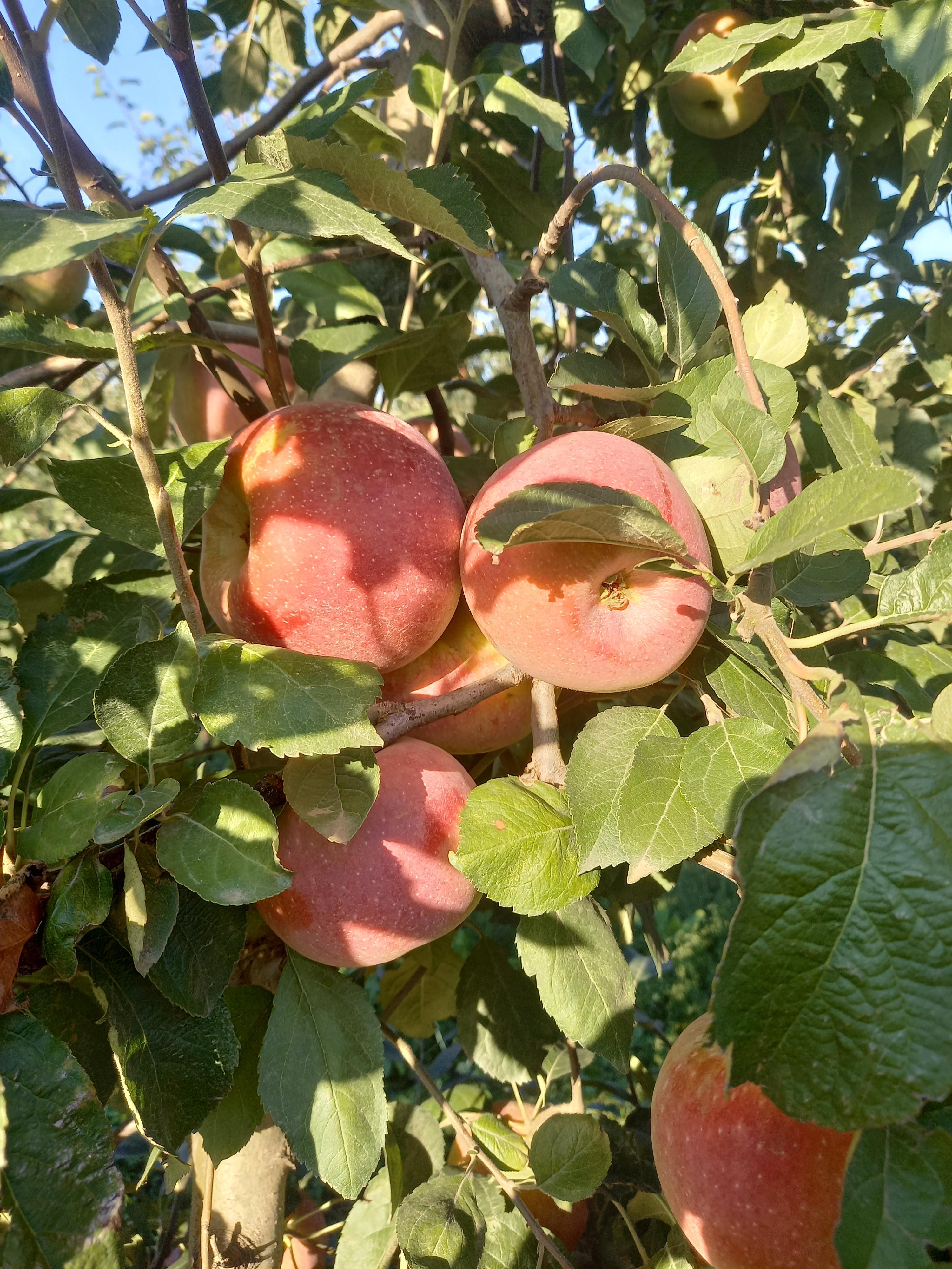 Яблоки Флорина первого сорта, калибр 70+ оптом напрямую от фермерского хозяйства
