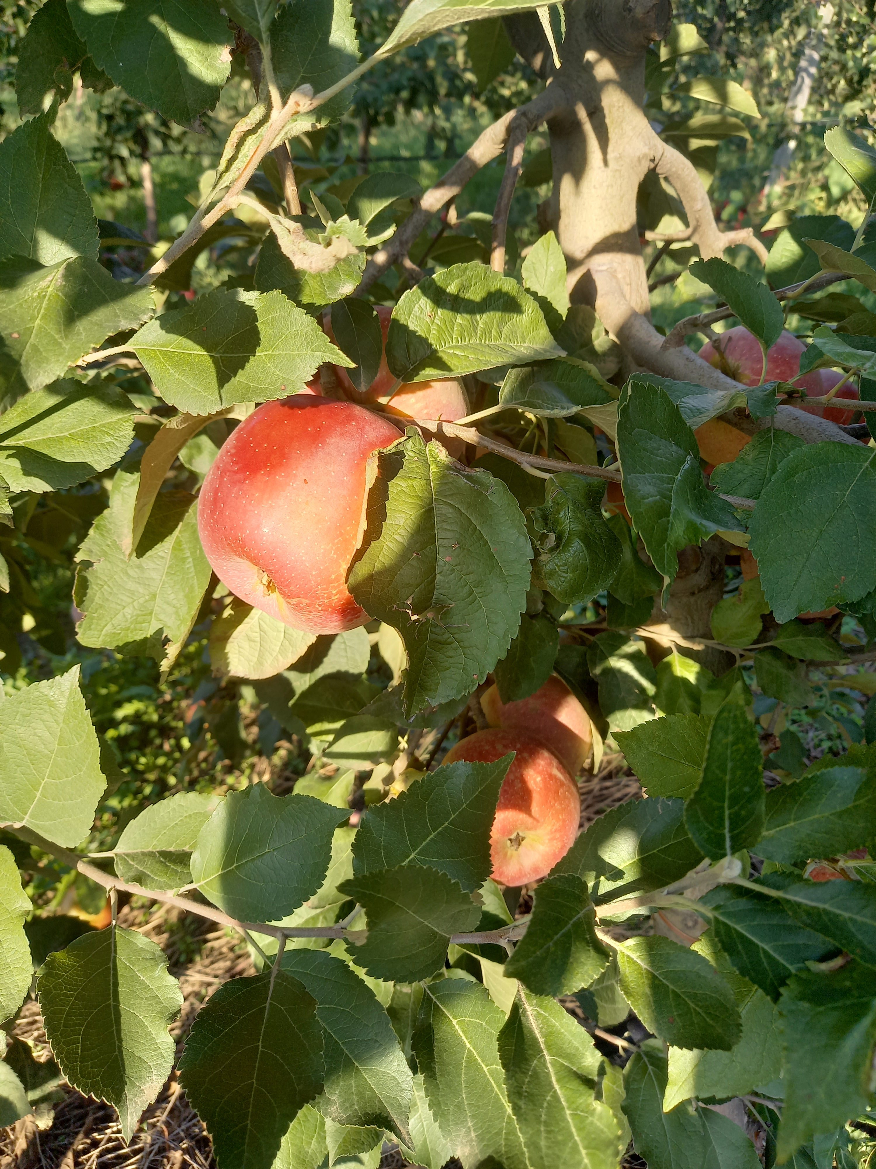Яблоки Флорина первого сорта, калибр 70+ оптом напрямую от фермерского хозяйства
