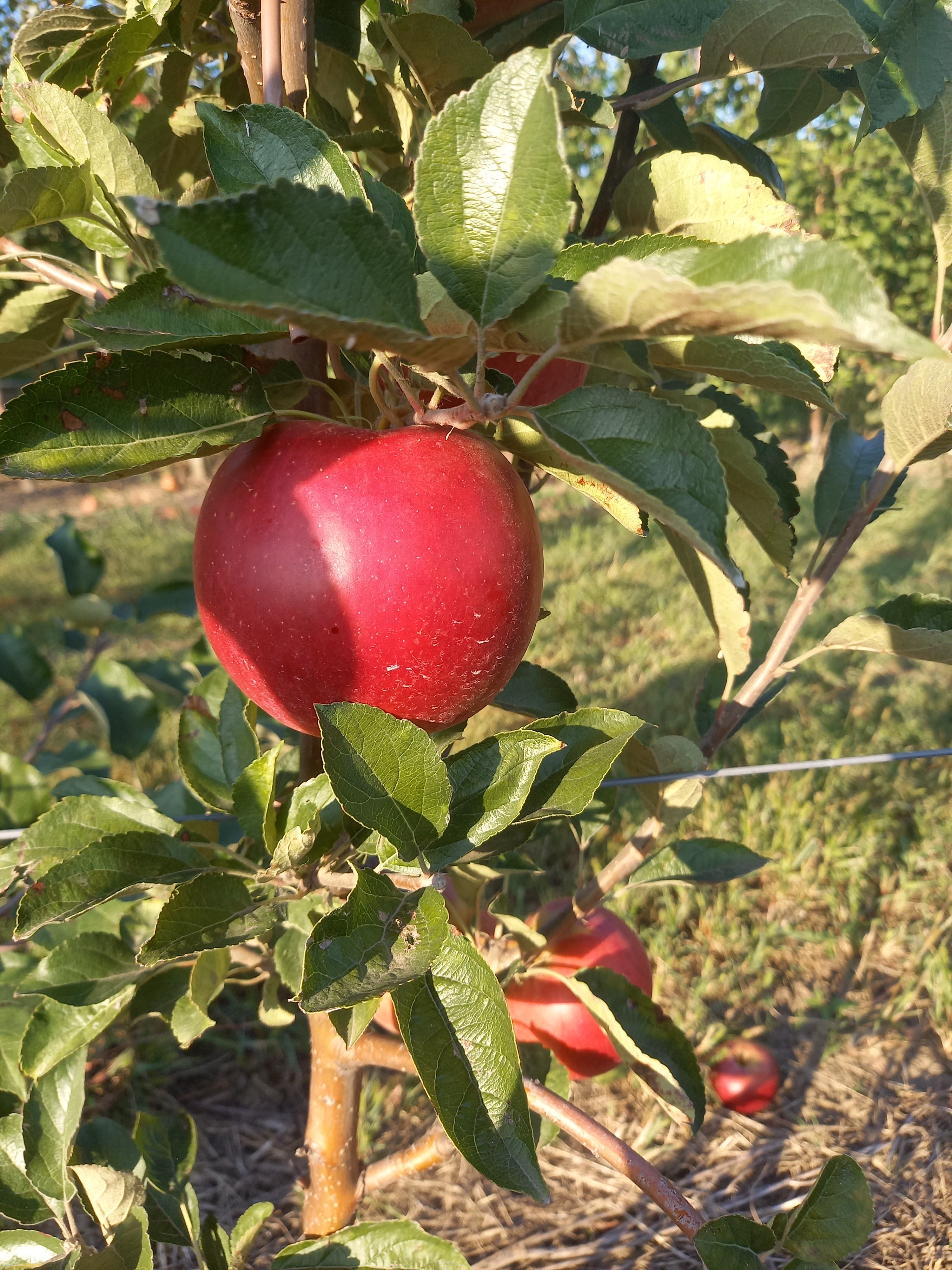 Купить яблоки оптом в Ягодном с Криуши Тамбовская область